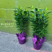 Hybrid Lily  Plant