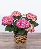 HYDRANGEA LIVE BLOOMING PLANT 