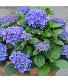 Hydranea patio pot PLant