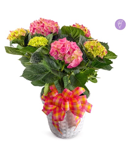 Hydrangea 10