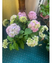 Hydrangea 10"- various colors  blooming plant