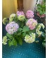 Hydrangea 10"- various colors  blooming plant