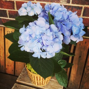 Hydrangea in Rogers, AR - A Twisted Bloom