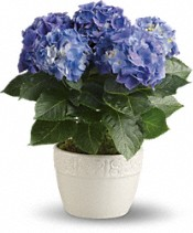 Hydrangea  