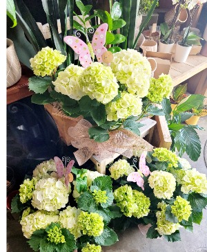 Hydrangea Plant 