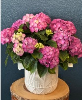 Hydrangea 