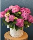 Hydrangea 