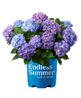 Hydrangea 