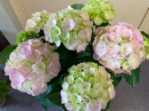 Hydrangea 6”pot size Plant