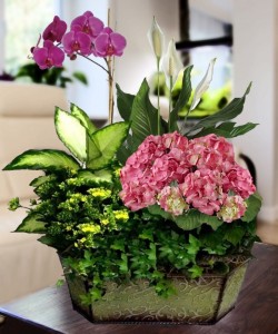 Hydrangea and Orchid Garden Plant