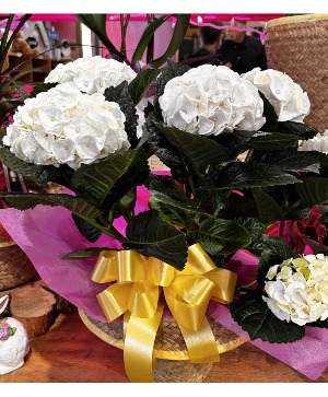 Hydrangea Basket Blooming Plant