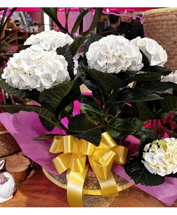 Hydrangea Basket Blooming Plant in Providence, RI | FREY FLORIST & GREENHOUSES