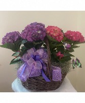 Hydrangea Basket Hydrangea Plants