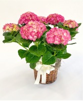 Hydrangea Basket Plant