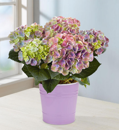 HYDRANGEA Blooming Plant