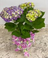 Hydrangea Blooming Plant