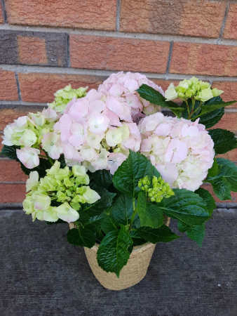 hydrangea blooming plant