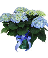 Hydrangea - Blue Plant