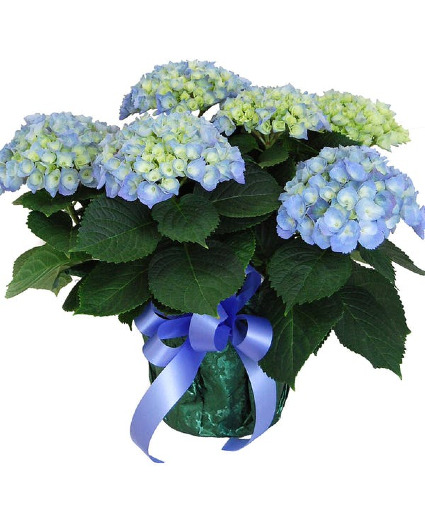 Hydrangea - Blue Plant