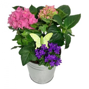 Hydrangea garden planter Plant in Chatham, NJ | SUNNYWOODS FLORIST Hydrangea garden planter Plant in Chatham, NJ | SUNNYWOODS FLORIST