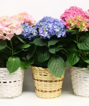 Hydrangea in Basket Blooming Plant