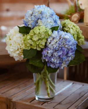 Hydrangea Lover Arrangement