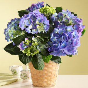 Hydrangea Plant in Winston Salem, NC | RAE'S NORTH POINT FLORIST INC. Hydrangea Plant in Winston Salem, NC | RAE'S NORTH POINT FLORIST INC.