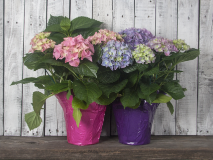 Hydrangea Plant