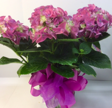 Hydrangea Plant