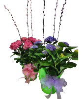 Hydrangea Plant 