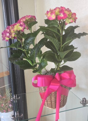 Hydrangea Plant