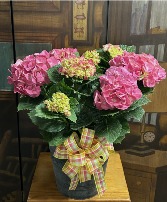 Hydrangea Plant 