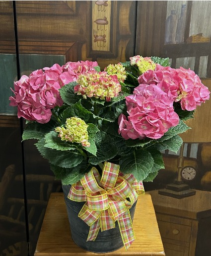 Hydrangea Plant