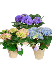 Hydrangea Plant  