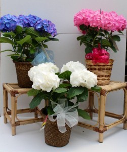 Hydrangea Plant