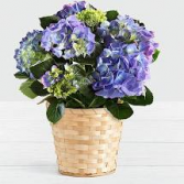 hydrangea plant blooming plant