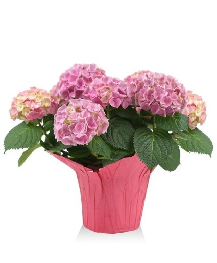 Hydrangea Plant Blooming Plant