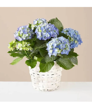 Hydrangea plant blue