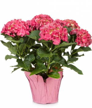 Hydrangea plant-Color may Vary Mother's Day