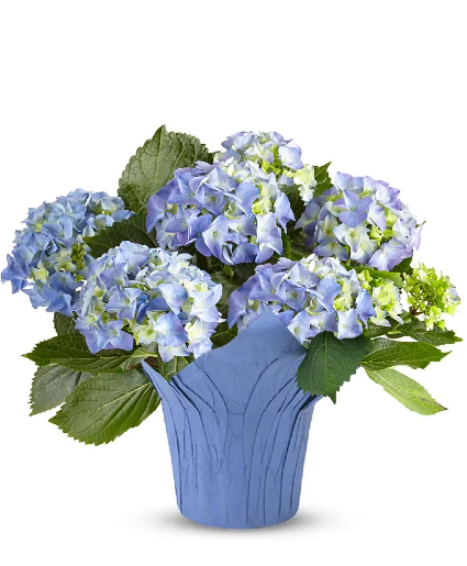 Hydrangea Plant (colors vary)