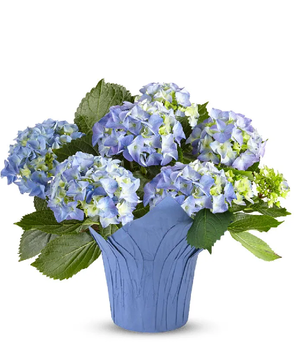 Hydrangea  Plant (colors vary)