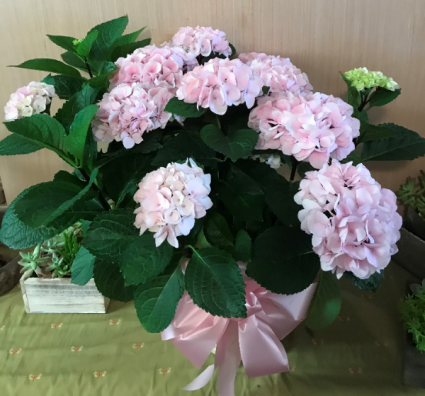 Hydrangea Plant Hydrangea plant, pink or purple