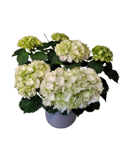 Hydrangea plant Outdoor plants