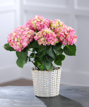 Hydrangea Plant Plant