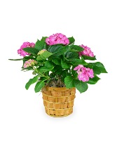 Hydrangea Plant Plant