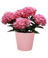 Hydrangea Plant Plant