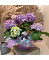 Hydrangea Plant - Purple Wrapped 