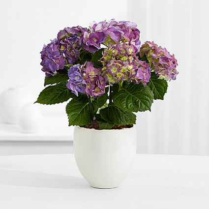 Hydrangea Plant Resin Container (Color Varies)
