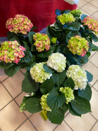 Hydrangea plants