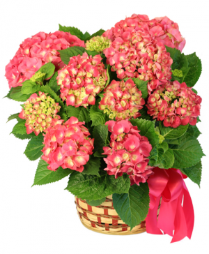 Hydrangea Plants in Chatham, NJ - SUNNYWOODS FLORIST